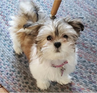 Designer Breeds Puppies For Sale Florida Fur Babies Designer Breeds Puppies For Sale Florida Fur Babies
