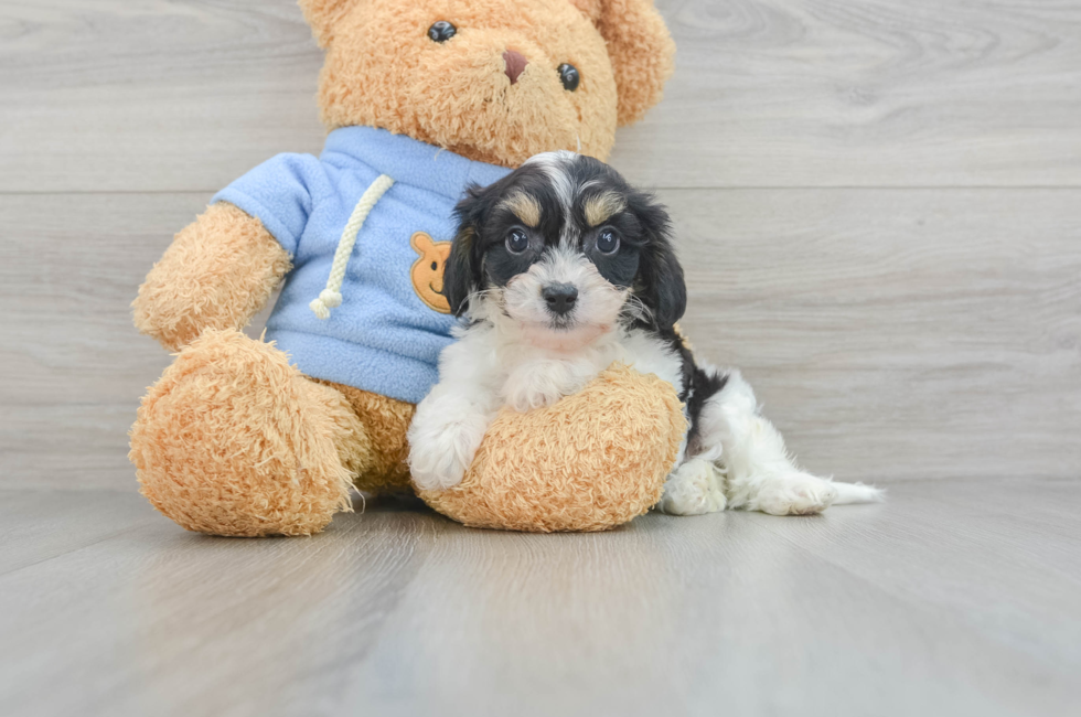 11 week old Cavachon Puppy For Sale - Florida Fur Babies
