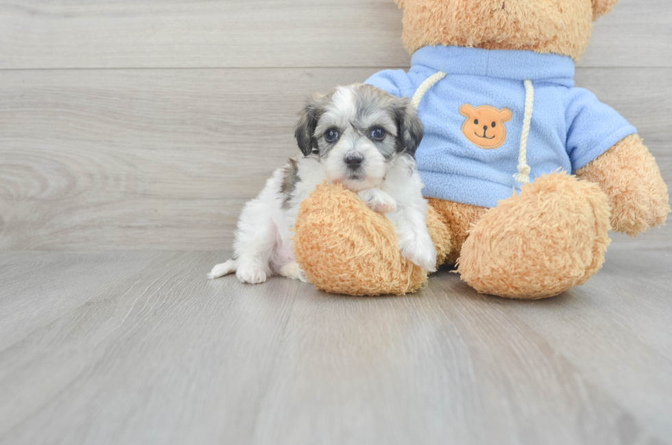 8 week old Havachon Puppy For Sale - Florida Fur Babies