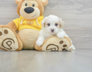 9 week old Maltipoo Puppy For Sale - Florida Fur Babies