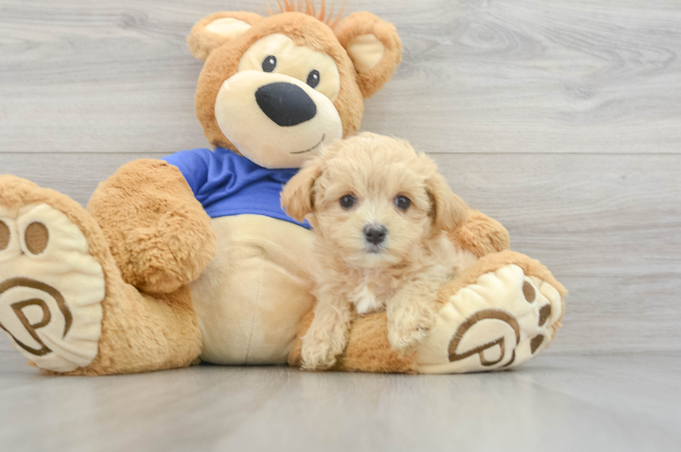 10 week old Maltipoo Puppy For Sale - Florida Fur Babies