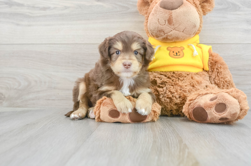 12 week old Mini Aussiedoodle Puppy For Sale - Florida Fur Babies