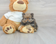 11 week old Pomeranian Puppy For Sale - Florida Fur Babies