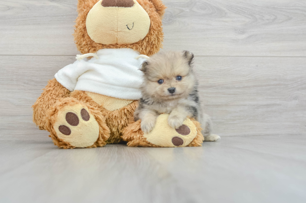 8 week old Pomeranian Puppy For Sale - Florida Fur Babies