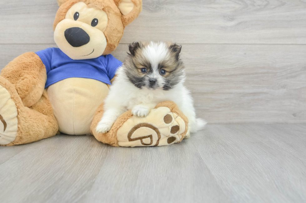 7 week old Pomeranian Puppy For Sale - Florida Fur Babies