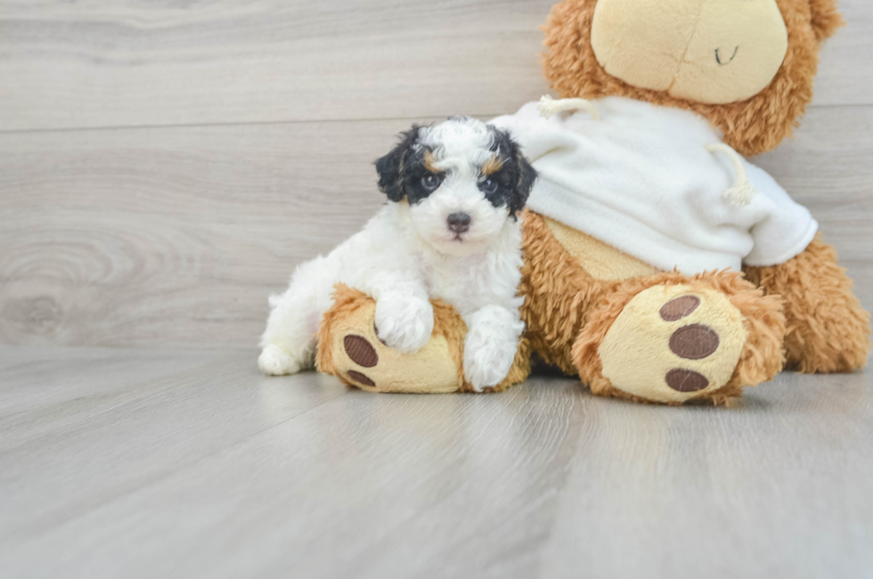 7 week old Poodle Puppy For Sale - Florida Fur Babies
