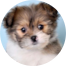 Shih Pom Puppy For Sale - Florida Fur Babies