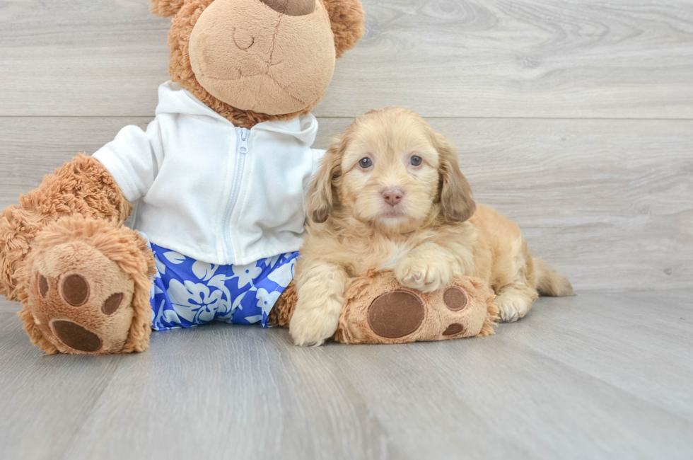 10 week old Shih Poo Puppy For Sale - Florida Fur Babies