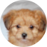 Yorkie Chon Puppy For Sale - Florida Fur Babies