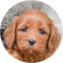 Cockapoo Puppy For Sale - Florida Fur Babies