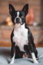 Boston Terrier Being Cute Boston Terrier Being Cute