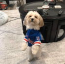Cute Morkie Designer Pup Cute Morkie Designer Pup