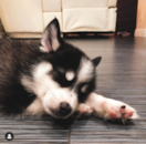 Cute Pomsky Pup Cute Pomsky Pup