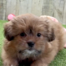 Cute Pomtzu Designer Pup Cute Pomtzu Designer Pup