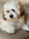 Cute Shichon Designer Pup Cute Shichon Designer Pup