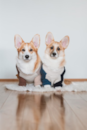 Pembroke Welsh Corgi Being Cute Pembroke Welsh Corgi Being Cute