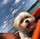 Cute Teddy Bear Pup Cute Teddy Bear Pup
