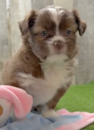Cute Ausstzu Designer Pup Cute Ausstzu Designer Pup