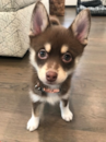 Cute Pomsky Designer Pup Cute Pomsky Designer Pup
