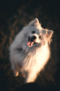 Cute Pomeranian Purebred Pup Cute Pomeranian Purebred Pup