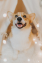 Pembroke Welsh Corgi Being Cute Pembroke Welsh Corgi Being Cute