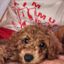 Cute Cocker Spaniel Poodle Mix Pup Cute Cocker Spaniel Poodle Mix Pup