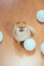 Pomeranian Being Cute Pomeranian Being Cute