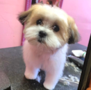 Cute Shichon Designer Pup Cute Shichon Designer Pup