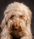 Cute Mini Portidoodle Poodle Mix Pup Cute Mini Portidoodle Poodle Mix Pup