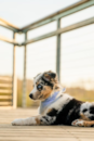 Cute Mini Aussie Purebred Pup Cute Mini Aussie Purebred Pup