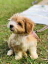 Cute Maltepoo Poodle Mix Pup Cute Maltepoo Poodle Mix Pup