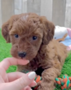 Mini Irish Doodle Being Cute Mini Irish Doodle Being Cute