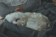 Cute Maltese Purebred Pup Cute Maltese Purebred Pup