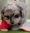 Cute Pomachon Designer Pup Cute Pomachon Designer Pup