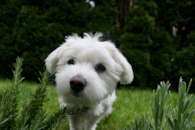 Cute Maltese Purebred Pup Cute Maltese Purebred Pup