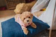 Cute Maltepoo Poodle Mix Pup Cute Maltepoo Poodle Mix Pup