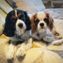 Cavalier King Charles Spaniel Being Cute Cavalier King Charles Spaniel Being Cute