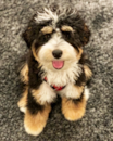 Cute Mini Bernadoodle Poodle Mix Pup Cute Mini Bernadoodle Poodle Mix Pup