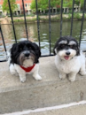 Cute Havanese Pup Cute Havanese Pup