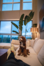 Cute Cavapoo Pup Cute Cavapoo Pup