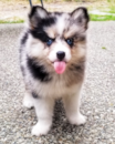 Pomsky Being Cute Pomsky Being Cute