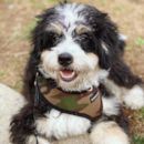 Cute Mini Bernedoodle Pup Cute Mini Bernedoodle Pup