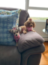 Morkie Being Cute Morkie Being Cute