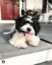 Cute Teddy Bear Pup Cute Teddy Bear Pup