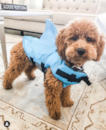 Mini Goldendoodle Being Cute Mini Goldendoodle Being Cute
