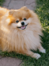 Pomeranian Being Cute Pomeranian Being Cute