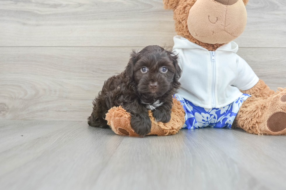 5 week old Havanese Puppy For Sale - Florida Fur Babies