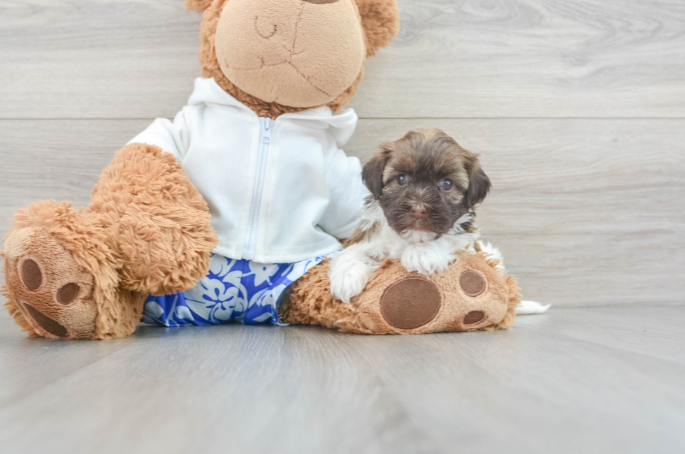 5 week old Havanese Puppy For Sale - Florida Fur Babies