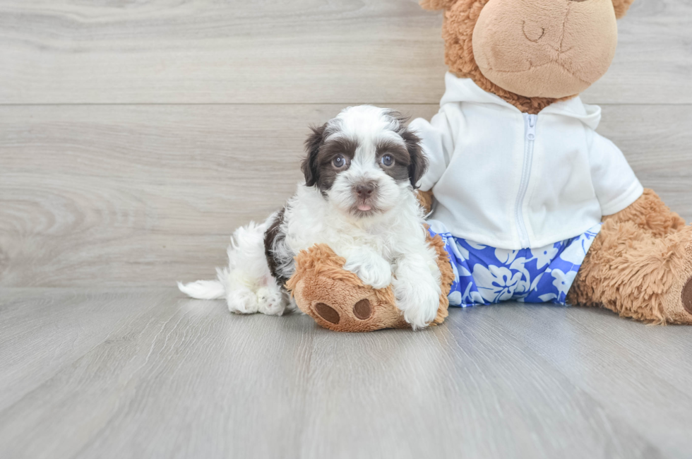 8 week old Havanese Puppy For Sale - Florida Fur Babies