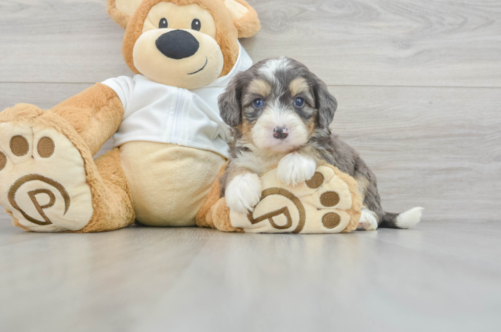 5 week old Mini Bernedoodle Puppy For Sale - Florida Fur Babies